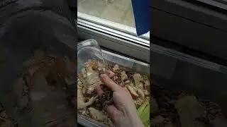 червячные колечки