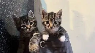 Kittens Playing In Basket