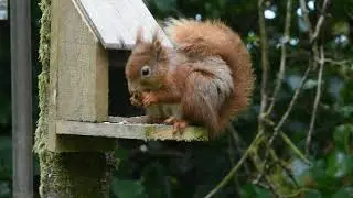 Billy eating a hazel nut