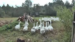 Чёму я ни сокiль, чёму ни летаю?