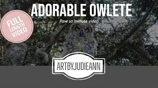 Owlet 10+ Minutes+ Of Raw Filming ~ Full Length Film