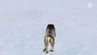 tiger black and white screen / green screen guru