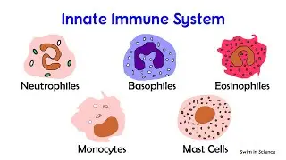 Cells of the immune system/ Cells of Innate and Adaptive immunity