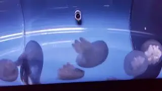 ✨🪼 Adorable Cute Jellyfish クラゲ at Sumida Aquarium (すみだ水族館), Tokyo || Japan 🪼✨