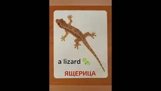 Наглядный словарь. Дикие животные. #shorts #englishvocabularyforbeginners #wildanimals