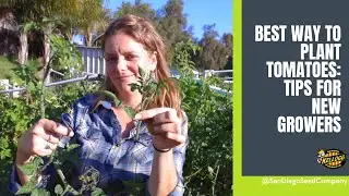 Best Way To Plant Tomatoes: Tips for New Tomato Growers