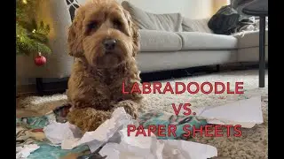 Labradoodle making a mess