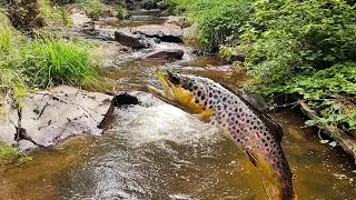 Small Stream Trout Fishing, Trout Going BALLISTIC