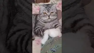кот Осман 