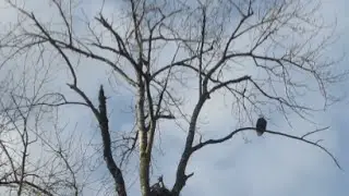 Annoying Bird Calls !!