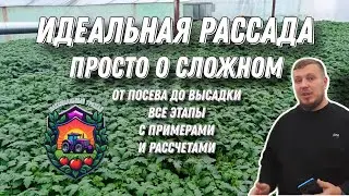 Рассада на миллион|Тонкости, советы, примеры.