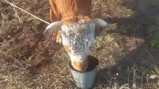 Измеряю быка 🦬, измерительной лентой.