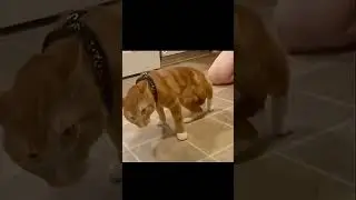 komik videolar