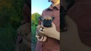 Петровский Фаворит Пижон. Свободен. документы РКФ