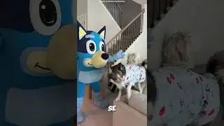 This Dog Met Bluey and Had the Best Birthday! 🐶💙🎂