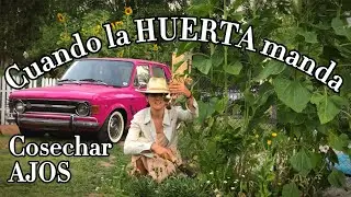 La Huerta manda LEVANTAR AJOS