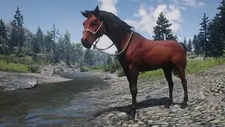 🔴Где найти Красно-рыжую Арабскую Лошадь и скелет кита 🔴|Red Dead Redemption 2|