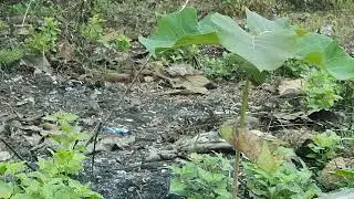 Lestari Alamku Lestari Perkututku