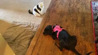 Clips of Kenzie Being Funny