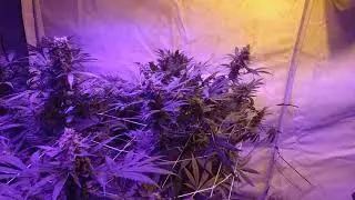 Genetic hunt Day 38 part 2 orange sherbet, amnesia haze, zkittles