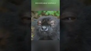Lemurs Like to get High!