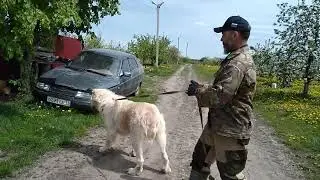 Собаки Белогорья! В гостях у Игоря. Ветер(Зарба / Тэкила)