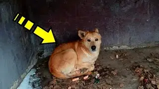 The dog huddled in a corner and wouldn't let anyone in. It is impossible to look without tears!