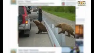 Осторожно. Медведи 31.05.2015