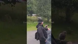 Британцы такие же любители голубей, как все остальные люди на земле.