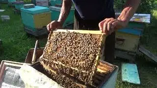 Маточники тихой смены