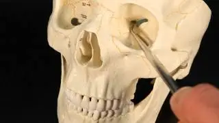 Sphenoid Bone 🦴 