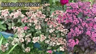 Очитки - сорта XENOX