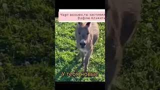 Поиграйте с Вафлей #funny