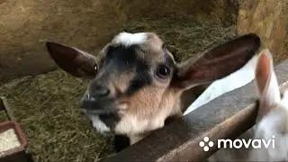 Чем сегодня занимаюсь🌺 первая ночь на новом месте🐷👍 Козам поставила седимин.