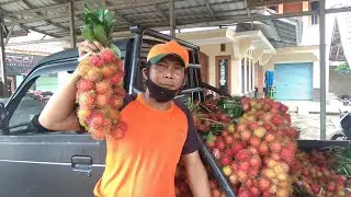 RAMBUTAN PANGSOR - MEDIA REVIEWS