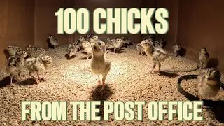 Day Old Chicks