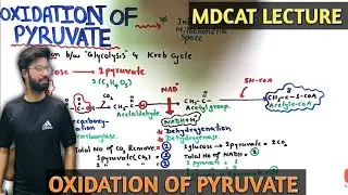oxidation of pyruvate | NMDCAT 2021