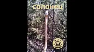 Солонец для зайца