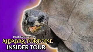 Busch Gardens Aldabra Tortoise Insider Tour