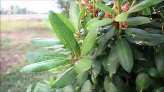 Canon T5i video test