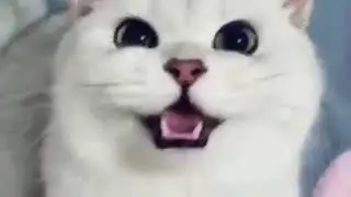 Котик Likee 🐈🐈🐈🐈🐾🐾🐾