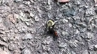 Ant and Bee take 2