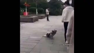 Шерстяной аферист 😂😂