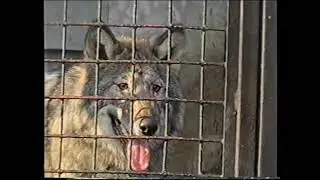 Где обедал воробей - в зоопарке у зверей