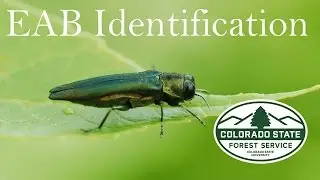 Emerald Ash Borer Tree Symptoms