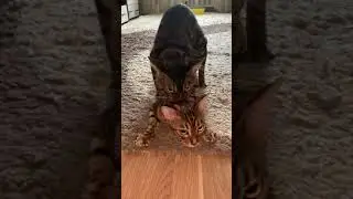 Вязка чистокровных бенгальских кошек 🐱 Mating thoroughbred Bengal cats