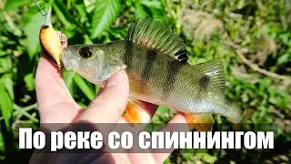 Хищник на спиннинг в Мае. Непредсказуемая рыба реки Свапа