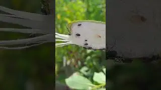 Муравьиные коровы на выпосе.