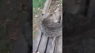 Cat Cute🐈🩵