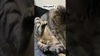 Ganyan pala mau**g mga pusa. 🤣😂 #fyp #foryou #funny #catlover